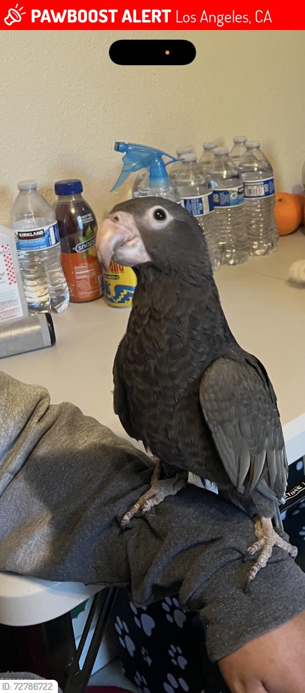 Lost Male Bird last seen Vermont and Vernon Los Angeles , Los Angeles, CA 90037