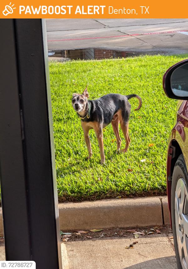 Found/Stray Male Dog last seen Loop 288 and 35E, Denton, TX 76210