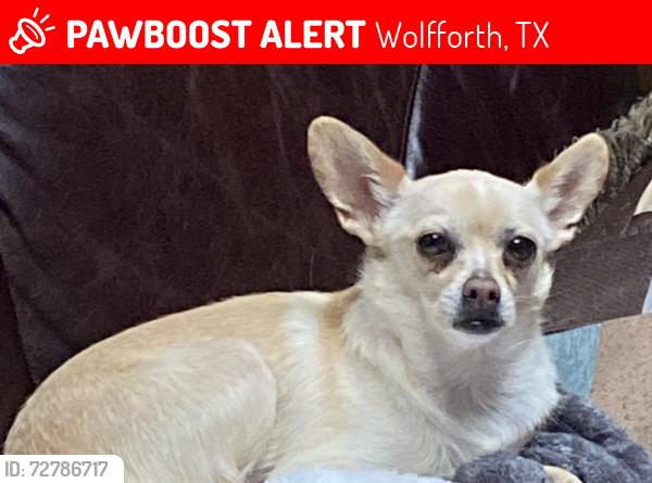 Lost Female Dog last seen Near 7th St, Wolfforth, TX 79382
