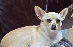 Lost Female Dog last seen Near 7th St, Wolfforth, TX 79382