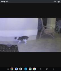 Found/Stray Unknown Cat last seen Hypoluxo and Jog, Palm Beach County, FL 33463