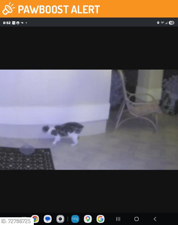 Found/Stray Unknown Cat last seen Hypoluxo and Jog, Palm Beach County, FL 33463