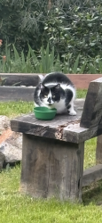 Found/Stray Unknown Cat last seen Airport & Broadway, Placerville, CA 95667