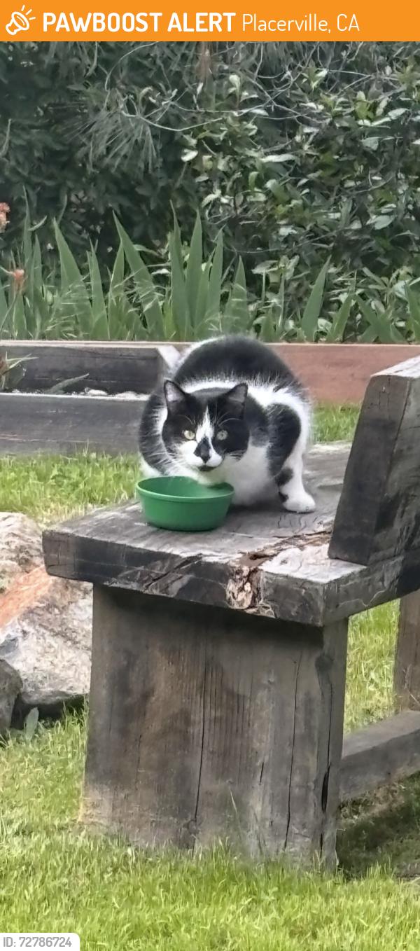 Found/Stray Unknown Cat last seen Airport & Broadway, Placerville, CA 95667