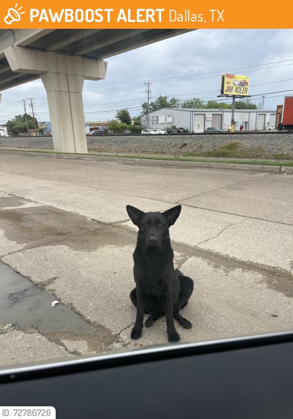 Found/Stray Unknown Dog last seen Near Nagle St Dallas, TX  75220 United States, Dallas, TX 75220