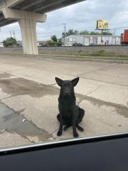 Found/Stray Unknown Dog last seen Near Nagle St Dallas, TX  75220 United States, Dallas, TX 75220