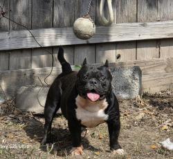 Lost Male Dog last seen W Hardy Rd and Rosalinda Lane , Meadowview Farms, TX 77073