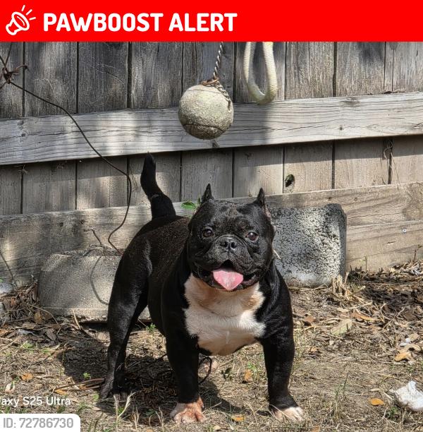 Lost Male Dog last seen W Hardy Rd and Rosalinda Lane , Meadowview Farms, TX 77073