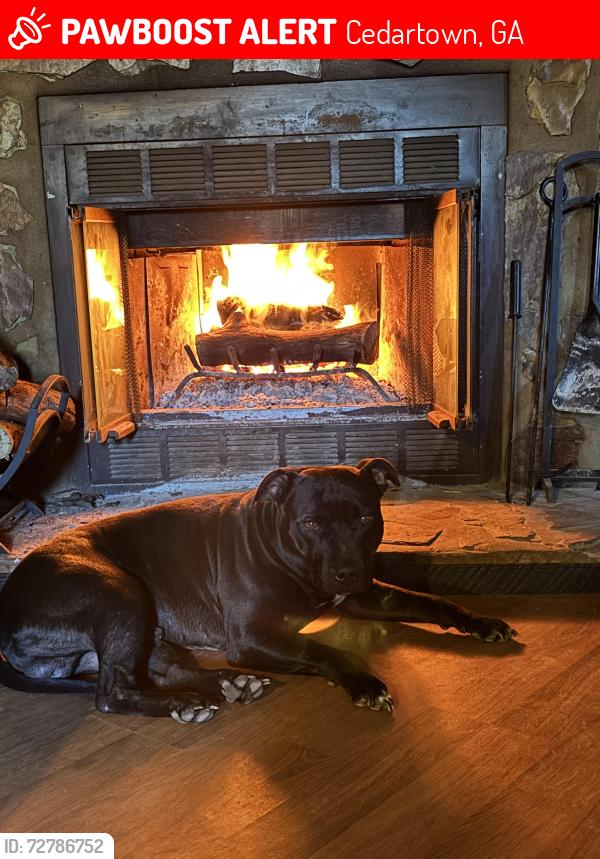 Lost Male Dog last seen Between Youngs grove Elementary school & highway 27 somewhere off Youngs farm road, Cedartown, GA 30125