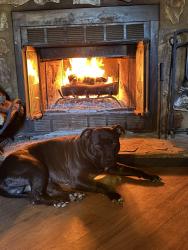 Lost Male Dog last seen Between Youngs grove Elementary school & highway 27 somewhere off Youngs farm road, Cedartown, GA 30125