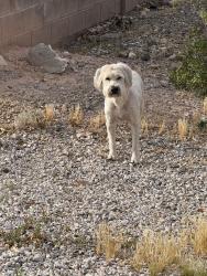Found/Stray Unknown Dog last seen Mullen & Fairfield, Henderson, NV 89044
