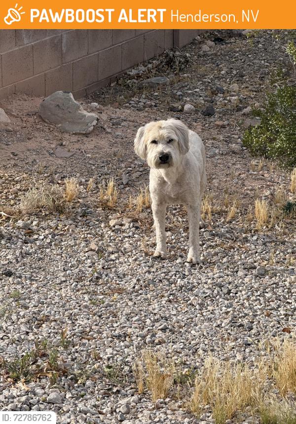 Found/Stray Unknown Dog last seen Mullen & Fairfield, Henderson, NV 89044