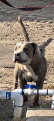 Found/Stray Female Dog last seen Gosford Rd and Lindsay Rd, Bakersfield, CA 93313