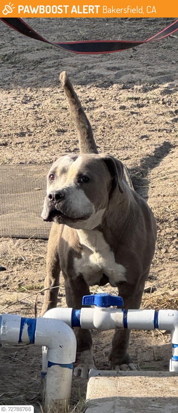 Found/Stray Female Dog last seen Gosford Rd and Lindsay Rd, Bakersfield, CA 93313