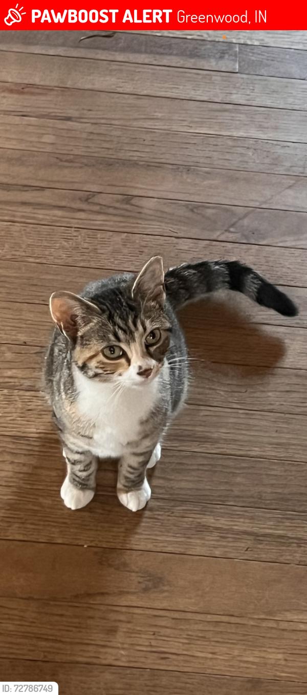 Lost Female Cat last seen Old State Rd 37 and Olive Branch Rd , Greenwood, IN 46143