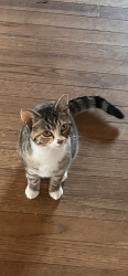 Lost Female Cat last seen Old State Rd 37 and Olive Branch Rd , Greenwood, IN 46143