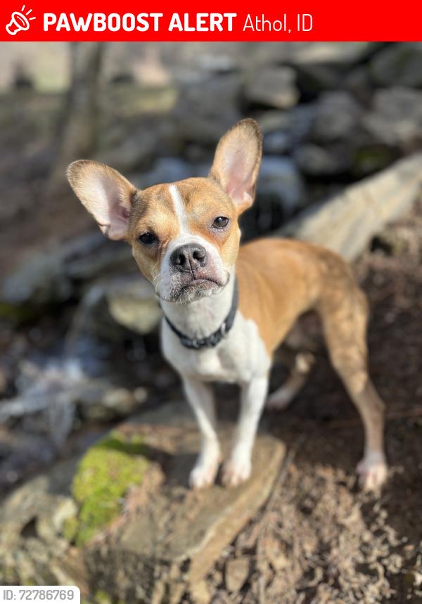 Lost Male Dog last seen E nunn and bunco, Athol, ID 83801