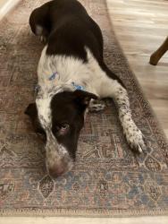 Lost Female Dog last seen Dallas Acworth Highway, Dallas, GA 30132