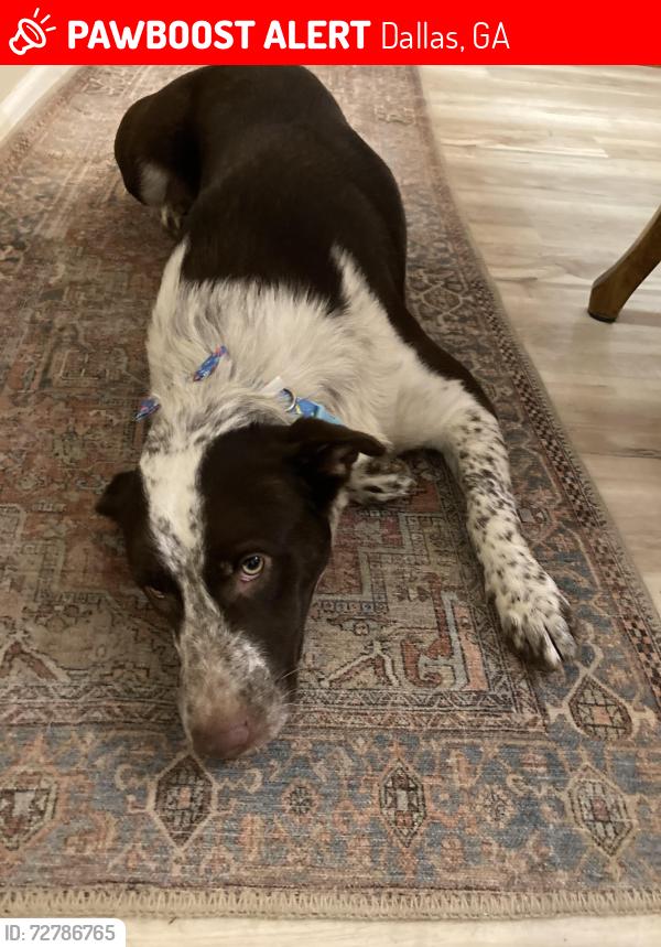 Lost Female Dog last seen Dallas Acworth Highway, Dallas, GA 30132