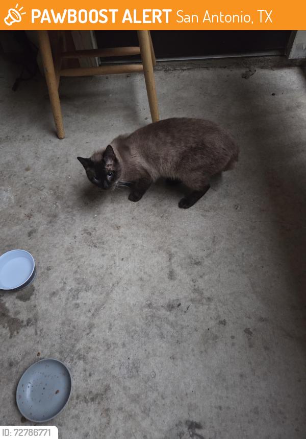 Found/Stray Male Cat last seen Stonehouse apmts, San Antonio, TX 78230