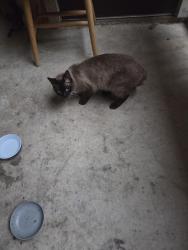 Found/Stray Male Cat last seen Stonehouse apmts, San Antonio, TX 78230