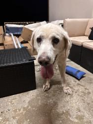 Found/Stray Male Dog last seen Sugar mill road , New Iberia, LA 70563