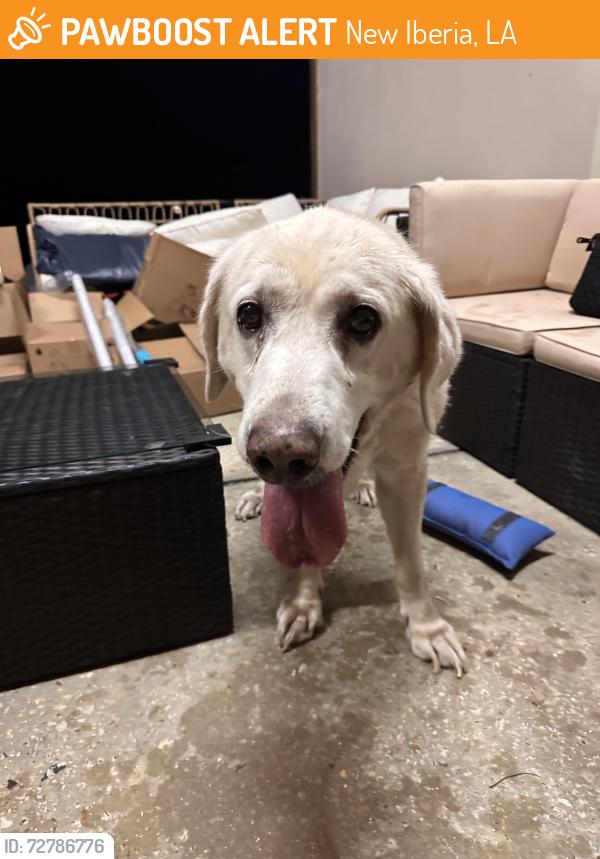 Found/Stray Male Dog last seen Sugar mill road , New Iberia, LA 70563