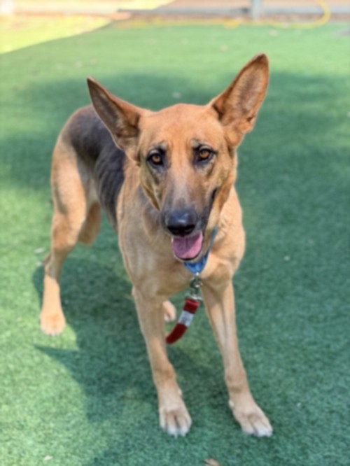 Shelter Stray Female Dog last seen , Los Angeles, CA 91405