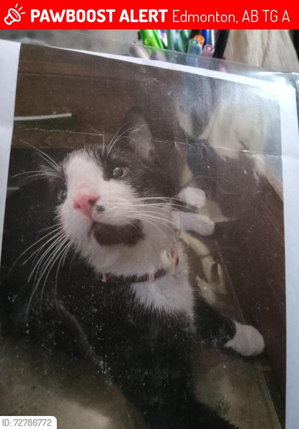 Lost Male Cat last seen 90st, Edmonton, AB T6G 1A9