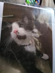 Lost Male Cat last seen 90st , Edmonton, AB T6G 1A9