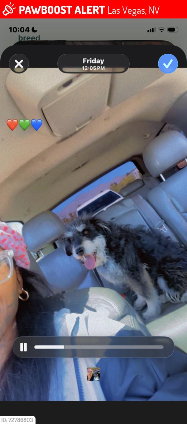 Lost Male Dog last seen Balzar & Mlk , Las Vegas, NV 89106