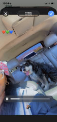 Lost Male Dog last seen Balzar & Mlk , Las Vegas, NV 89106