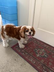 Found/Stray Male Dog last seen 28th place and vista, Manhattan Beach, CA 90266