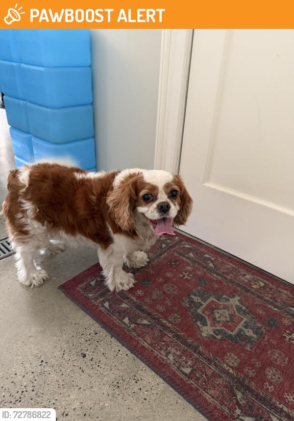 Found/Stray Male Dog last seen 28th place and vista, Manhattan Beach, CA 90266