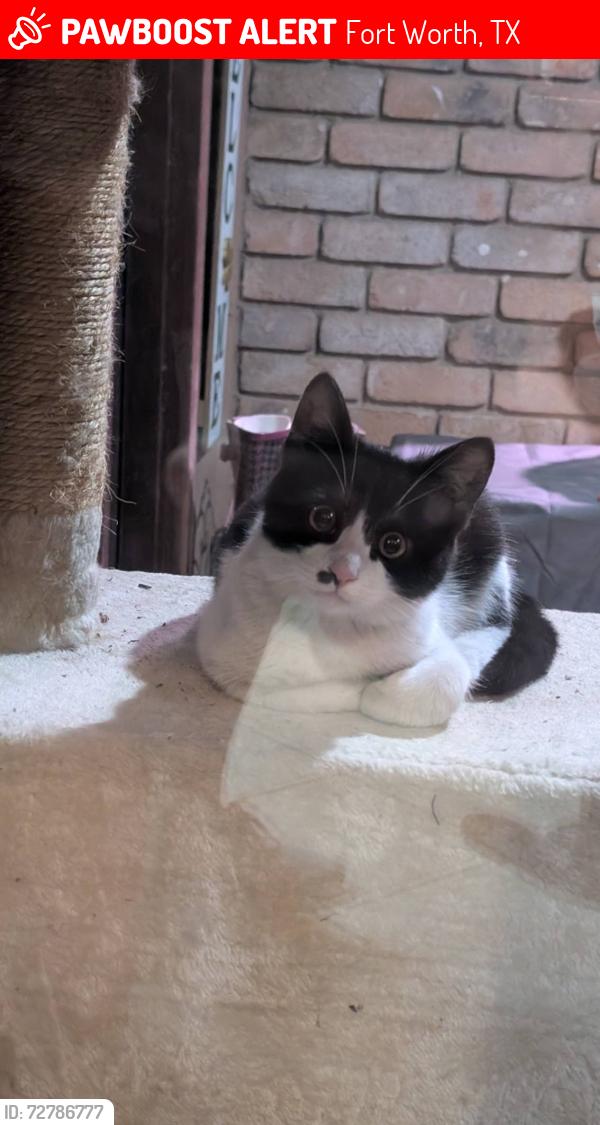 Lost Male Cat last seen Cartagena and Del Prado, Fort Worth, TX 76133