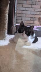 Lost Male Cat last seen Cartagena and Del Prado, Fort Worth, TX 76133