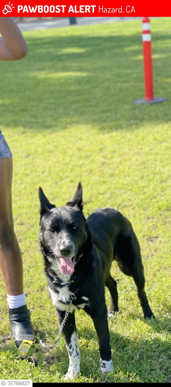 Lost Male Dog last seen By baseball outfield in park. He is VERY friendly., Hazard, CA 90063