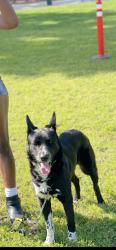Lost Male Dog last seen By baseball outfield in park. He is VERY friendly., Hazard, CA 90063