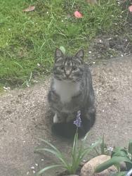 Found/Stray Unknown Cat last seen NE 134th st and 35th ave, Seattle, WA 98125