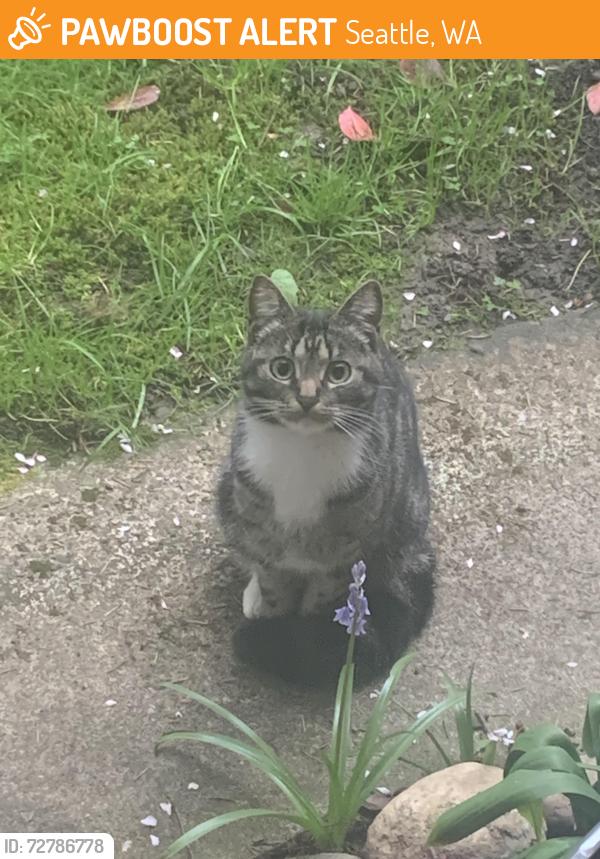 Found/Stray Unknown Cat last seen NE 134th st and 35th ave, Seattle, WA 98125
