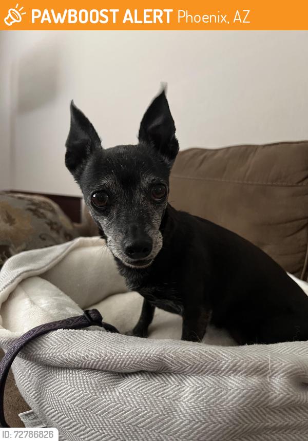 Found/Stray Female Dog last seen N 31st Ave. and W. Anderson Dr., Phoenix, AZ 85053