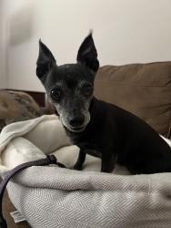 Found/Stray Female Dog last seen N 31st Ave. and W. Anderson Dr., Phoenix, AZ 85053