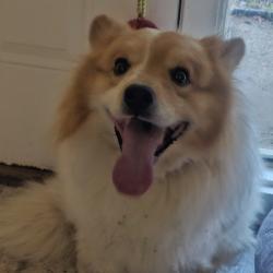 Found/Stray Male Dog last seen Covington Pike , Memphis, TN 38134