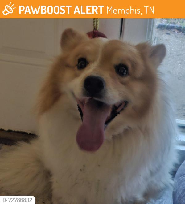 Found/Stray Male Dog last seen Covington Pike , Memphis, TN 38134