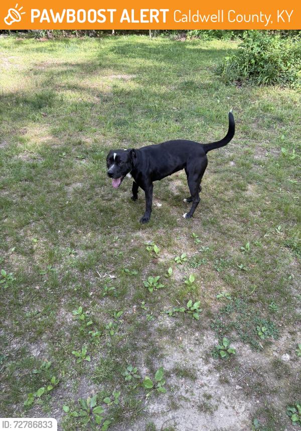 Found/Stray Female Dog last seen Blue Springs Church Road, Caldwell County, KY 42445