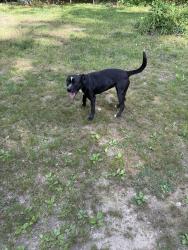 Found/Stray Female Dog last seen Blue Springs Church Road, Caldwell County, KY 42445