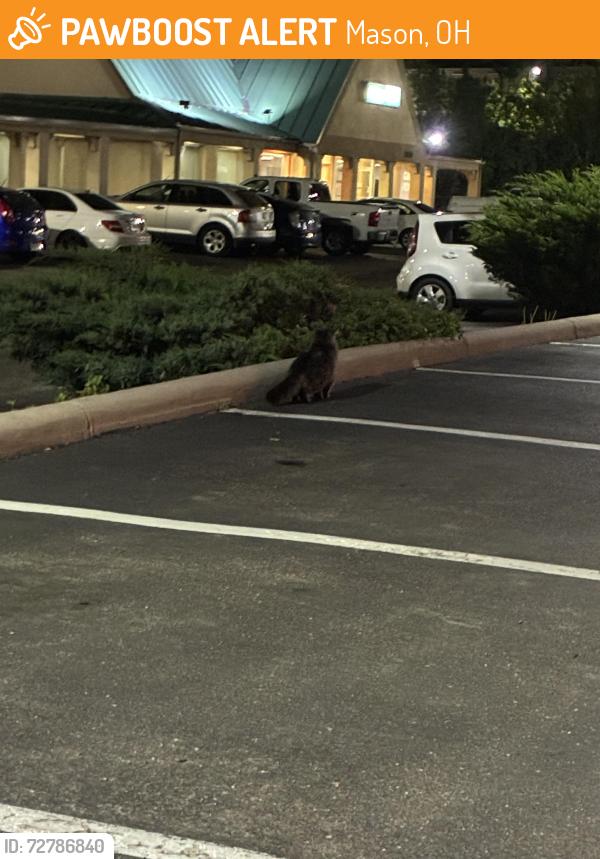 Found/Stray Unknown Cat last seen Popeyes , Mason, OH 45040