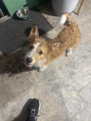 Found/Stray Male Dog last seen Flamingos, Houston, TX 77076