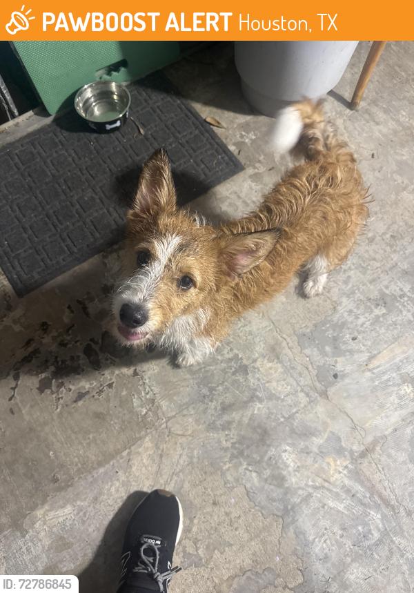Found/Stray Male Dog last seen Flamingos, Houston, TX 77076