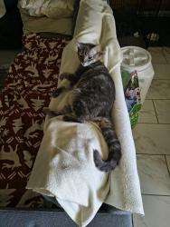 Lost Female Cat last seen Two blocks away from Rayburn elementary , McAllen, TX 78504